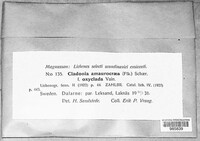 Cladonia amaurocraea image